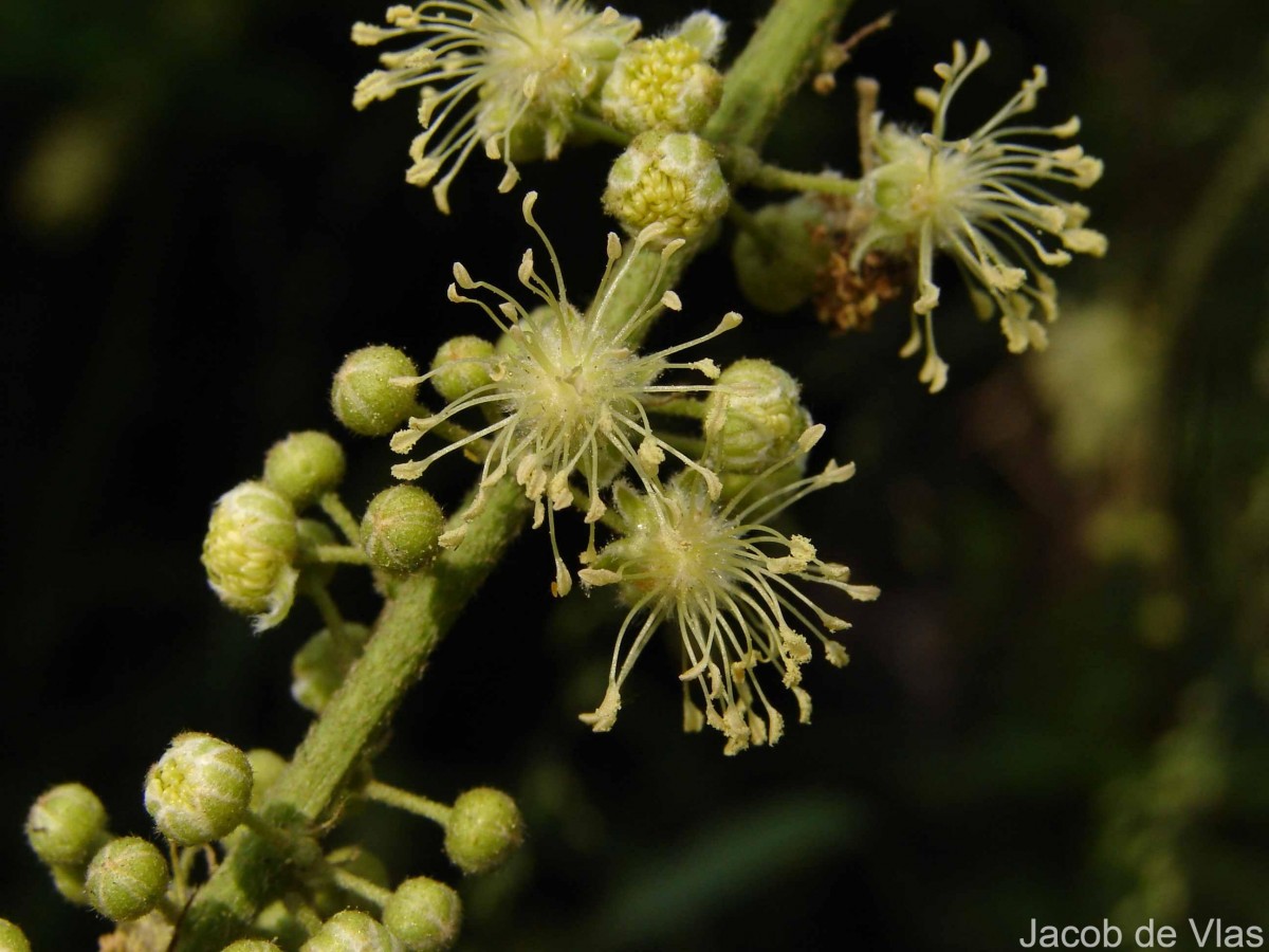 Croton caudatus Geiseler